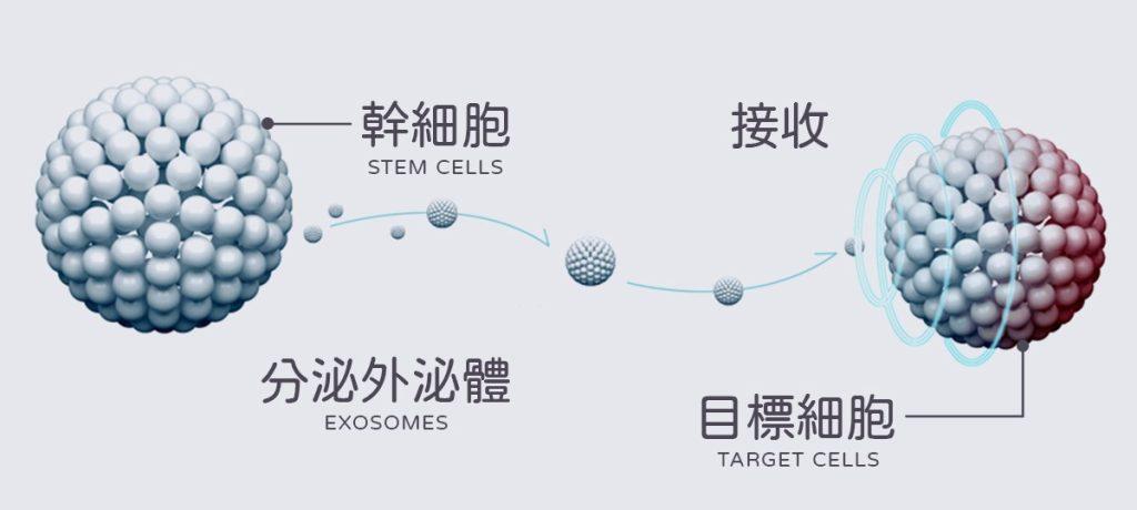 揭開外泌體與幹細胞的神秘面紗