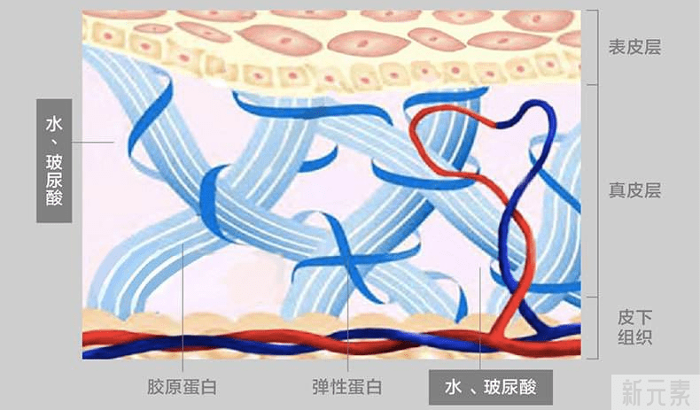 皮膚結構圖