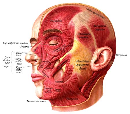 臉部肌肉解剖圖:顯示額肌、眼輪匝肌、顴骨肌、咬肌等